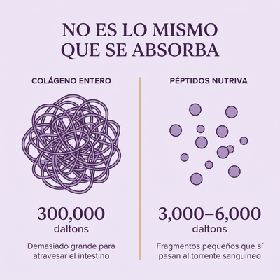 Péptidos de Colágeno
